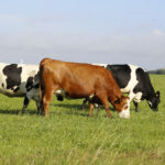 Closeup shot of cows grazing in a field on a sunny afternoon